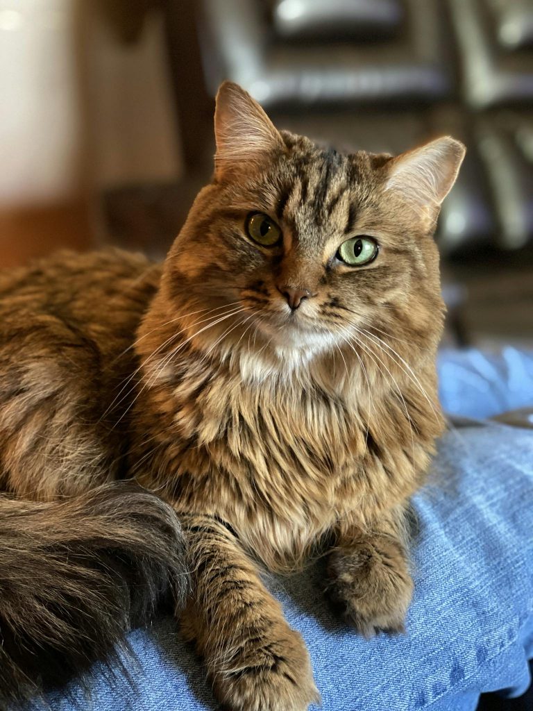 Fluffy cat sitting on legs of faceless person in jeans at cozy home