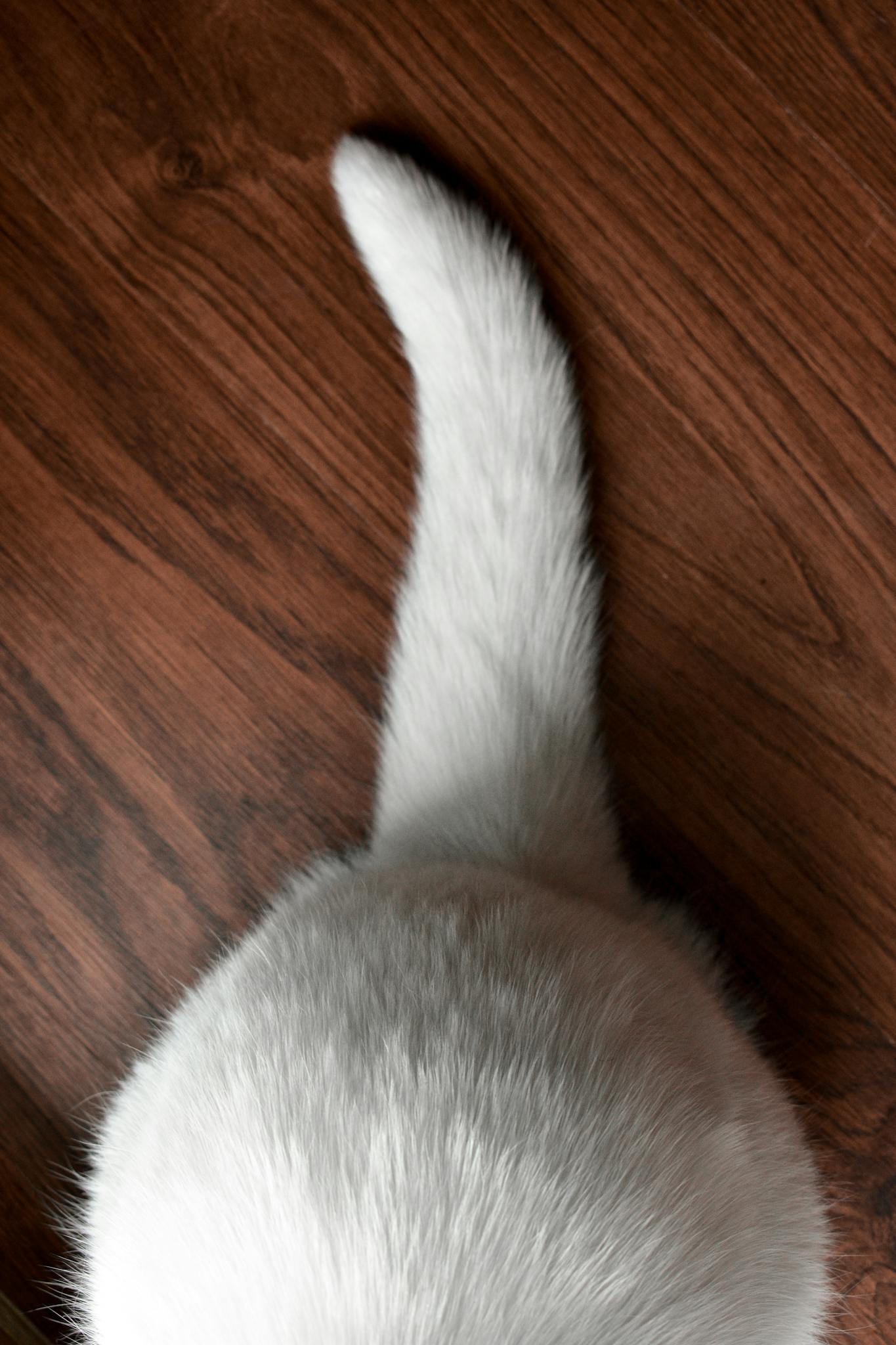 Top view of domestic white cat with fuzzy tail sitting on wooden floor at home
